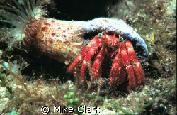 hermit crab and anemone by Mike Clark 